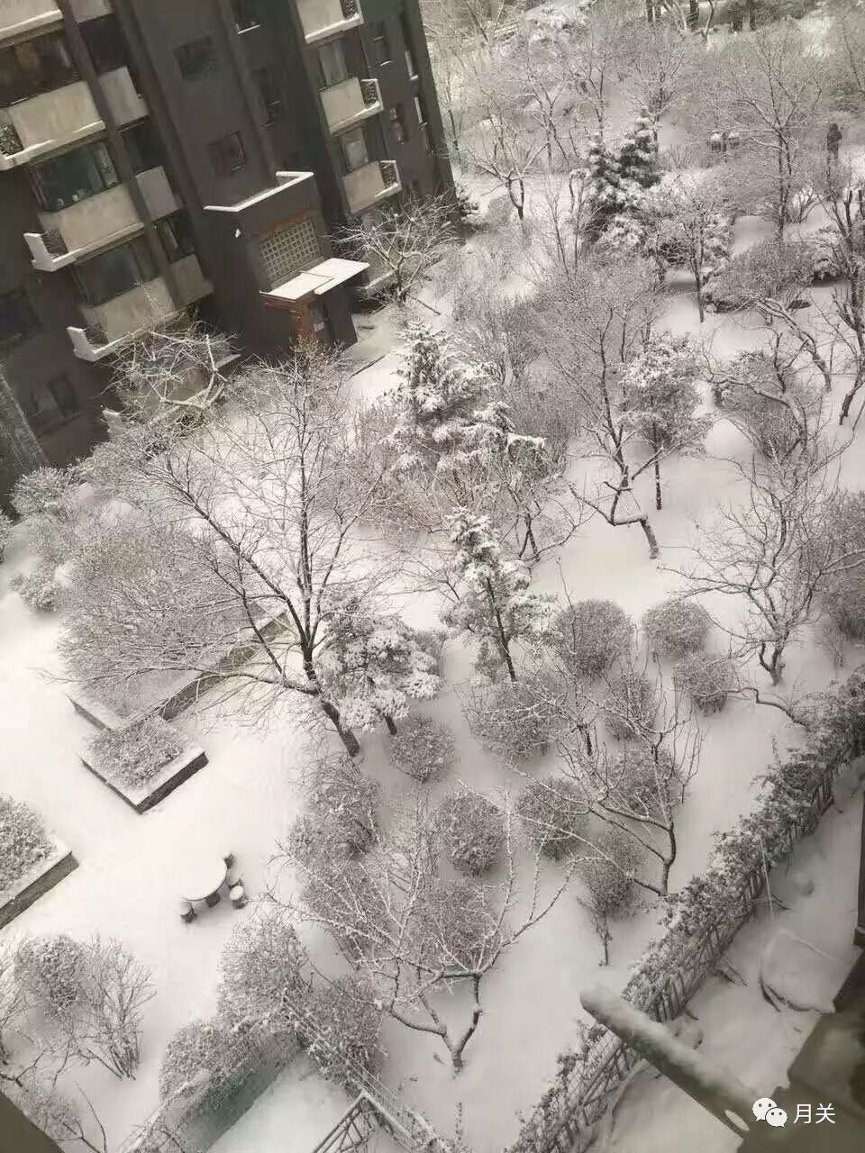 沈阳下雪了,拍个雪景看看