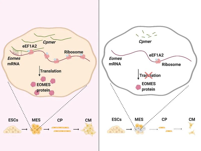 Stem Cell Reports | lncRNA Cpmer靶向調控Eomes mRNA翻譯和心肌命運決定的表觀遺傳新機制(圖1)