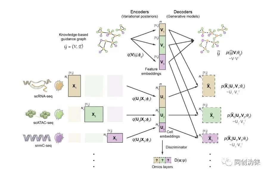 Nature子刊:北大高歌團隊提出單細胞多組學數據整合與調控推斷新方法(圖3) Nature子刊:北大高歌團隊提出單細胞多組學數據整合與調控推斷新方法(圖3)