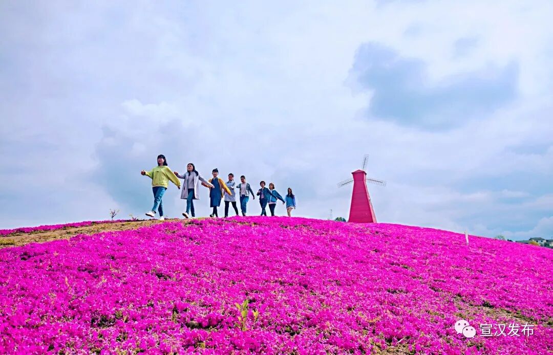 家门口的芝樱花海