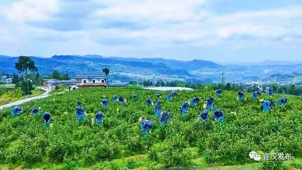 致富项目小本生意_致富项目实用_致富经项目