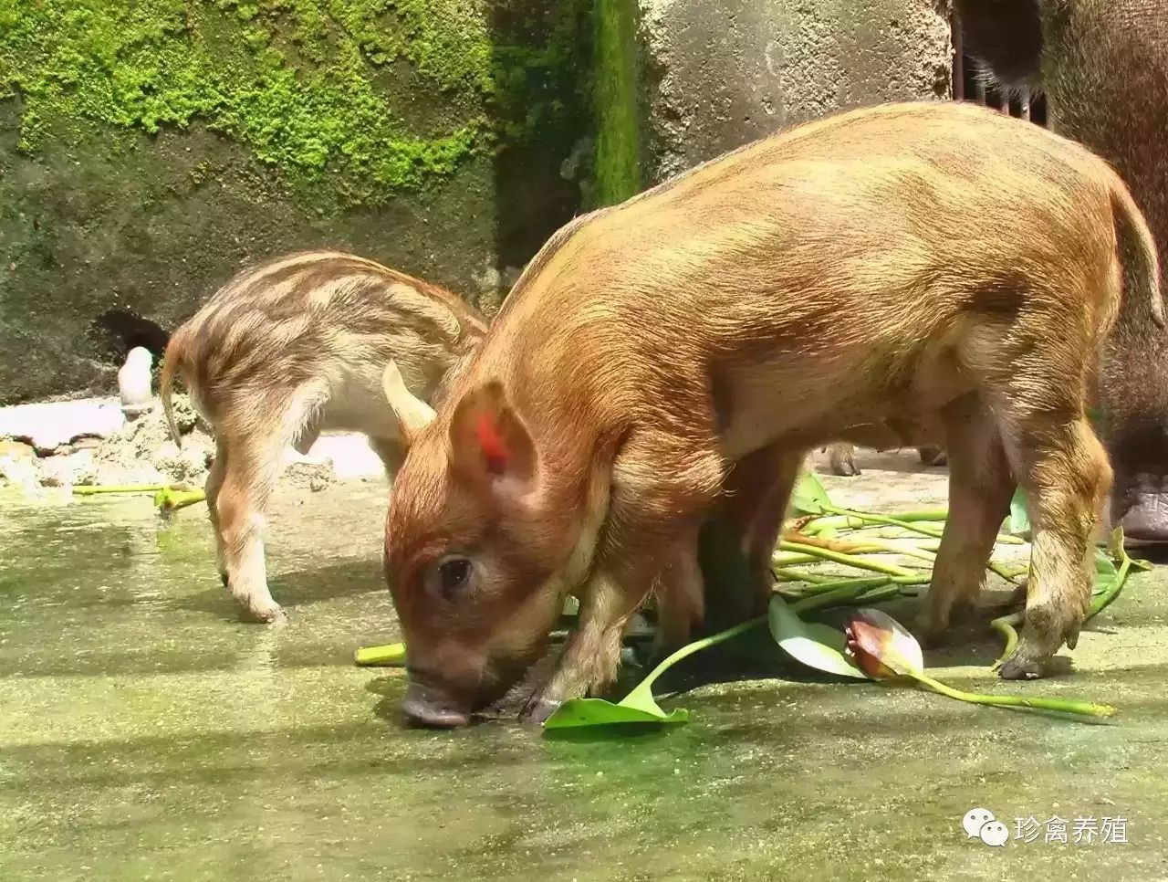 致富经养野猪全部视频(致富经20161227养野猪)