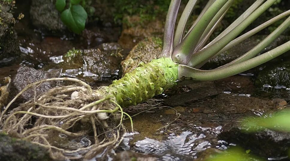 芥末 山葵 辣根 真的不是一种东西啊 知日 微信公众号文章阅读 Wemp