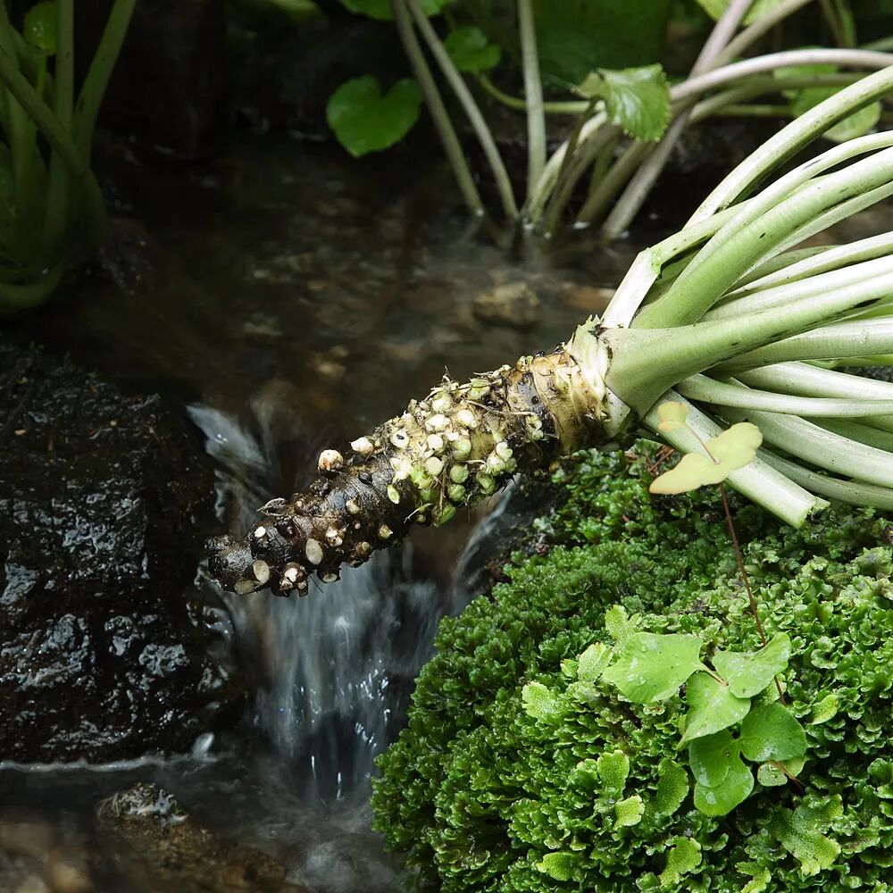 芥末 山葵 辣根 真的不是一种东西啊 知日 微信公众号文章阅读 Wemp