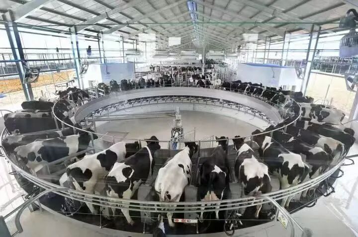 6安徽曦强乳业集团有限公司 奶牛智能化管理现场.jpg