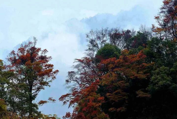 湖北神龙架天气预告_神龙架天气15天查询_神龙架天气