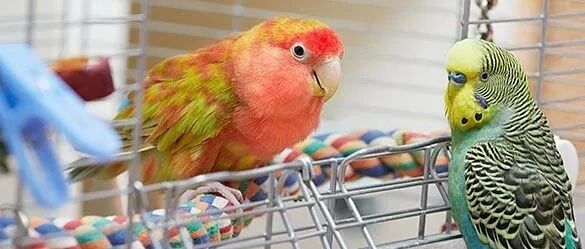 一人死亡！另有一女子看人宰鸭子后感染？接触鸟类需注意！