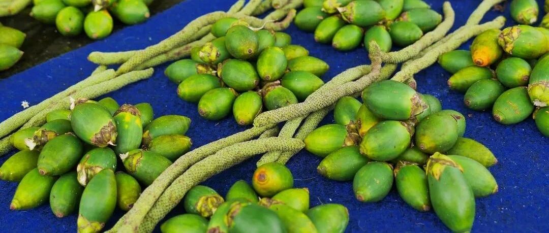 槟榔加烟，法力无边？从你嚼第一口槟榔开始，癌症就找上了你！