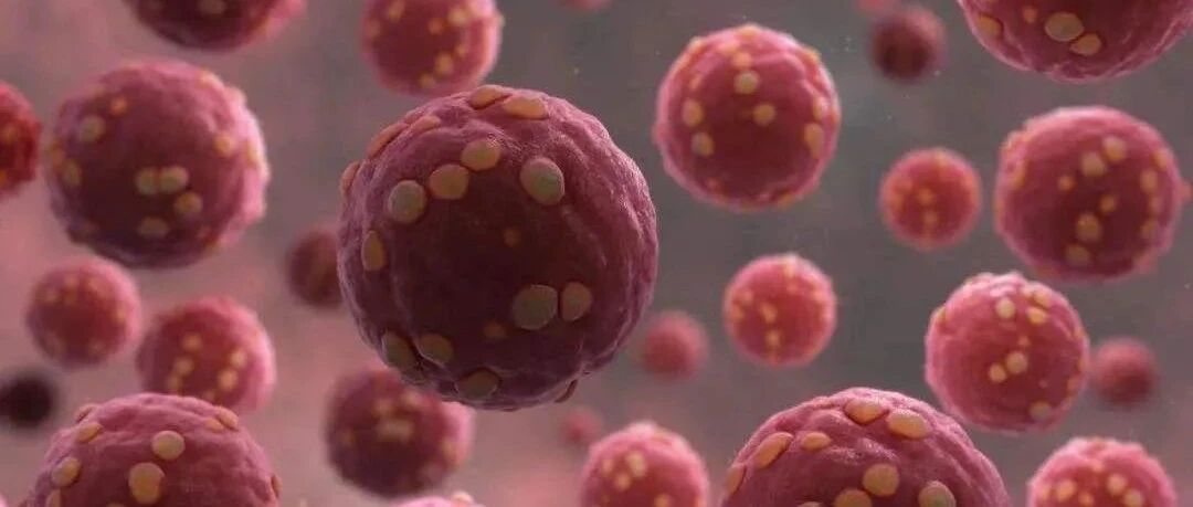 一地出现多例出血热，早期症状和感冒相似？