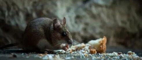 一地确诊1例鼠疫病例！病死率高，传染性强？家有老鼠会感染吗？