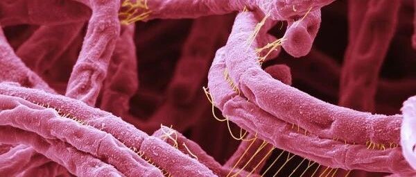 上海市共报告甲乙丙类传染病2296例！你分得清甲乙丙类传染病吗？