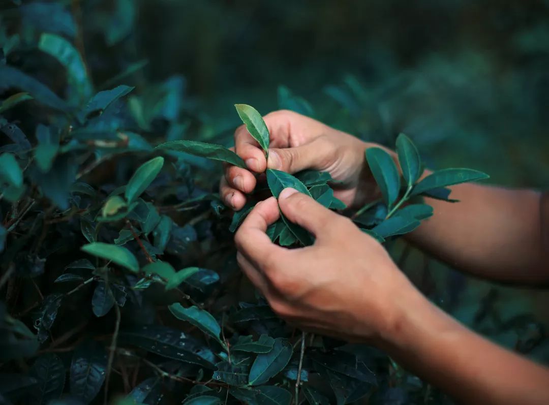 黑茶之声21期：江南茶区