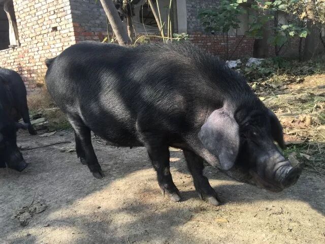 二,黑猪肌纤维数较外来的品种多,纤维的直径均比外