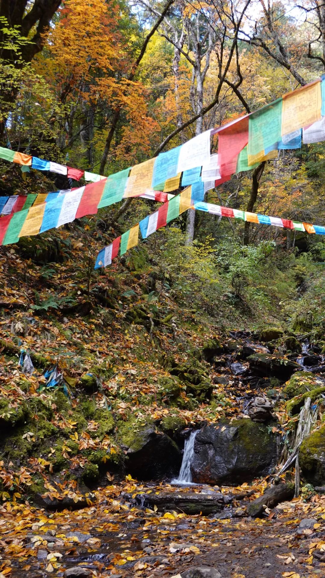 雨崩徒步+哈巴登山，這個國慶節可以既充實又刺激！ 旅遊 第32張