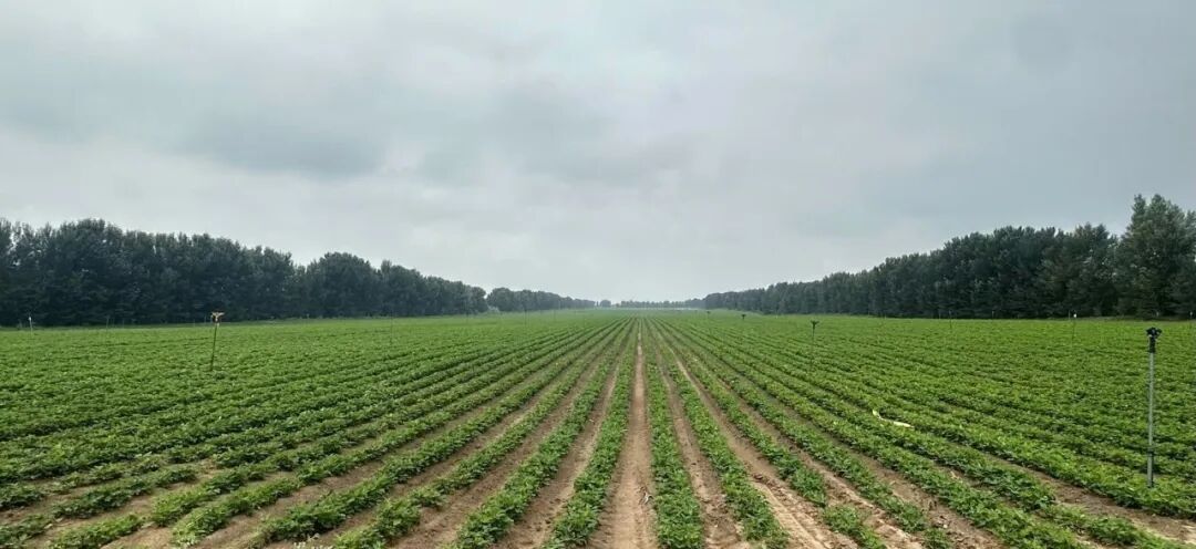 满根公司在牧场村承包地中的一块耕地。租户称，由于有林带挡风，这块地的生产条件更好，地租也高。南方周末记者 柴会群 摄