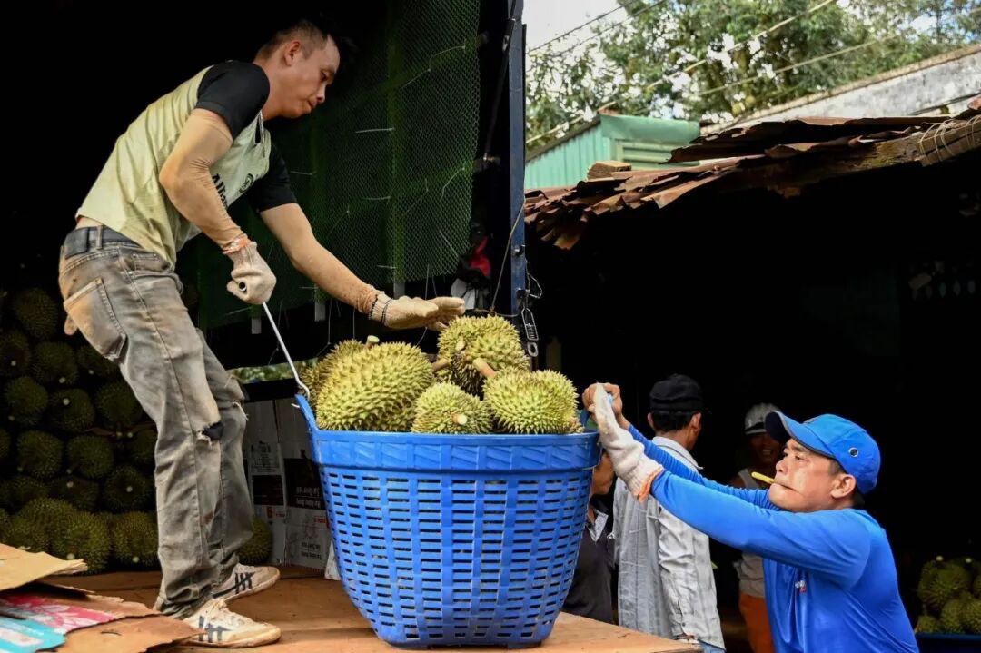 当地时间2026年8月15日，越南多乐省，工人将一篮榴莲装到卡车上。图/视觉中国