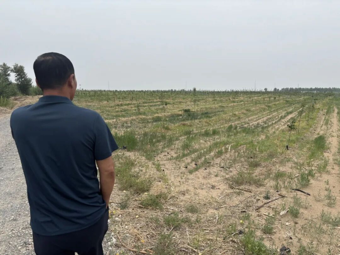 儿子被判刑后，老韩间种多年的林地今年撂荒。南方周末记者 柴会群 摄
