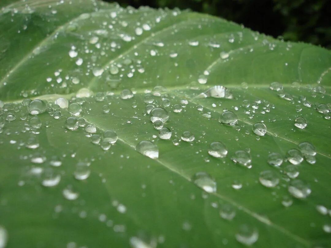 叶片上的水滴