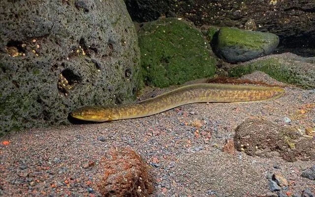 它已被列为国家重点保护野生动物!