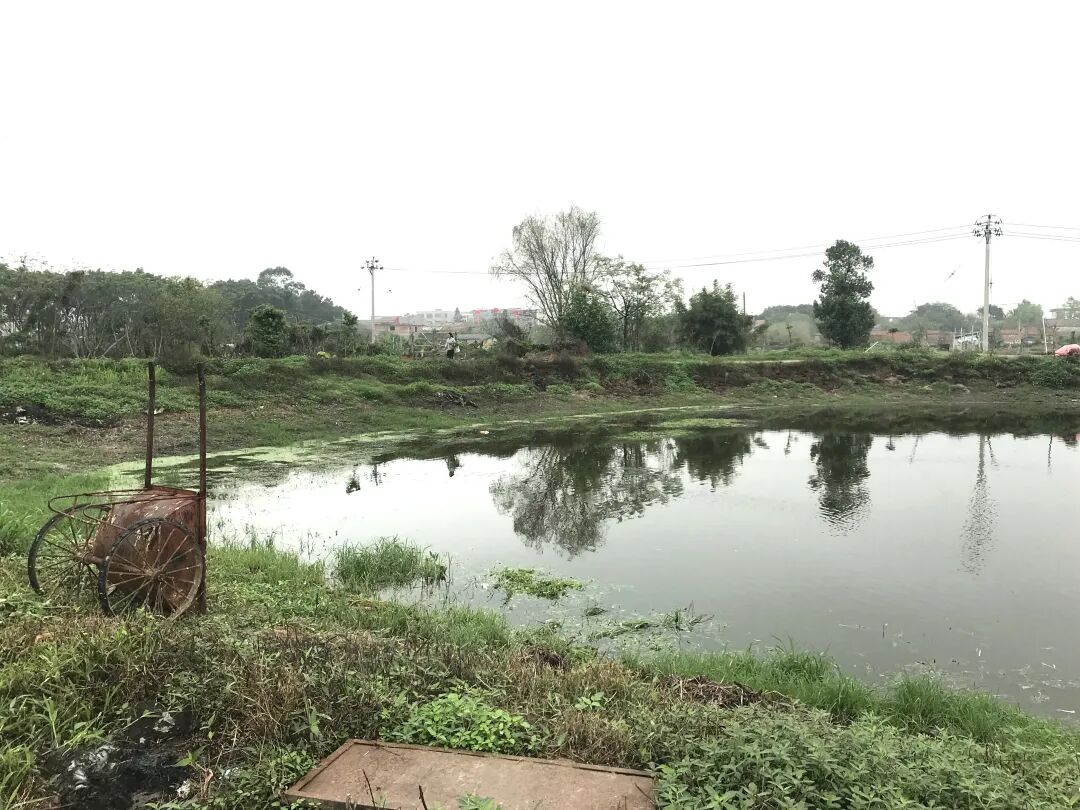 位于高要区金利镇的茅岗建筑遗址，地上是一片鱼塘、田野。肇庆市融媒体中心记者 潘粤华 摄