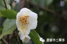 你知道娇艳美丽的山茶花有什么品种吗 都叫什么名字 居家不二帮手 微信公众号文章阅读 Wemp