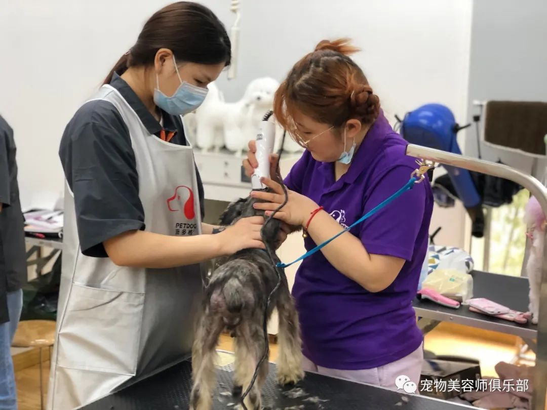 建文宠物美容培训_宠物美容学校有哪些_建文宠物美容学校