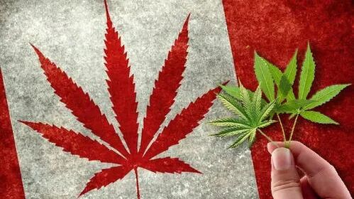 西方国家 大麻合法化 为什么会成为趋势 东西方对待毒品为什么有这么大的差异 樱落网