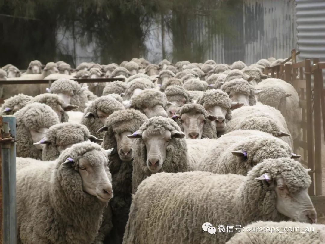 澳洲羊毛价格居历史高位