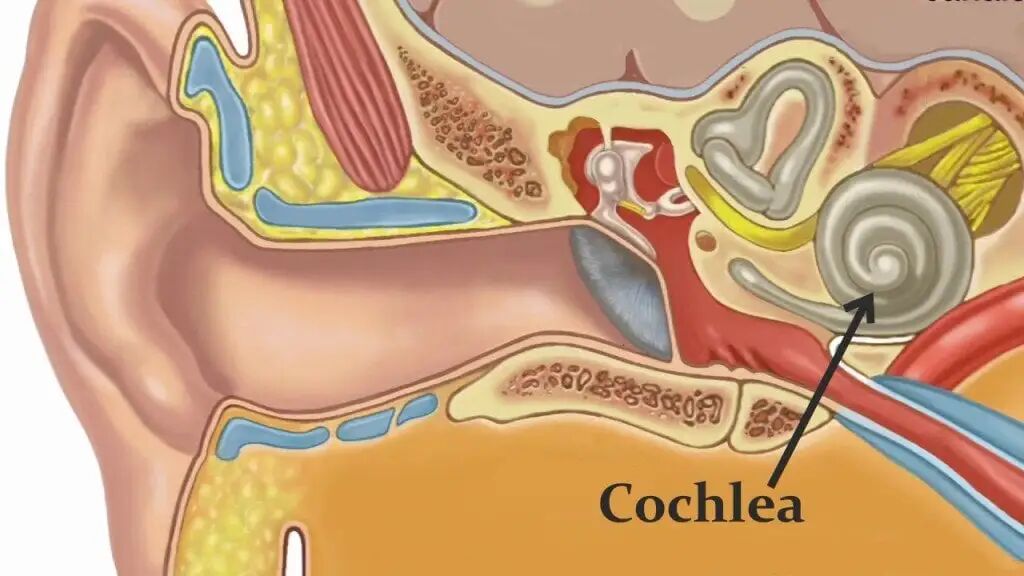 耳声发射图怎么看博闻 ｜ 耳声发射速看速会！_https://www.jmylbn.com_新闻资讯_第3张