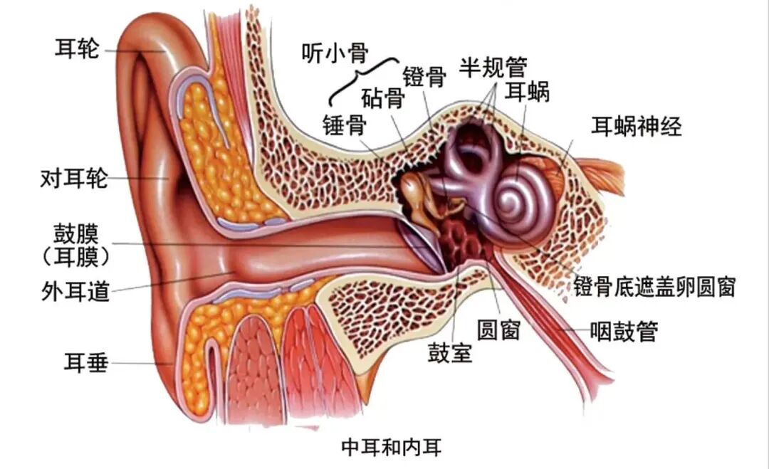 博闻 | 熬夜后耳鸣、听不清？警惕突发性耳聋！(图3)