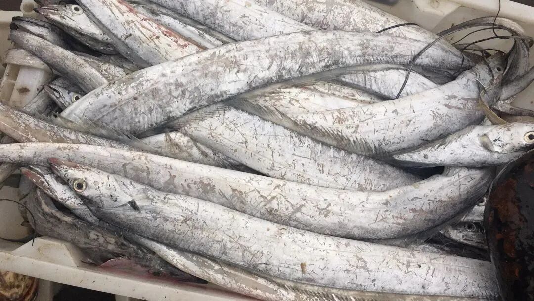 尖尖的小脑袋点缀着细长清亮的鱼眼,宛如"银剑"的身躯,远远望去全身