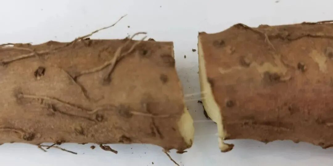 �������У���������������20��������ײ˶�������������һ��Ƣθ�á����ʰ���ȫ�Ҷ���~