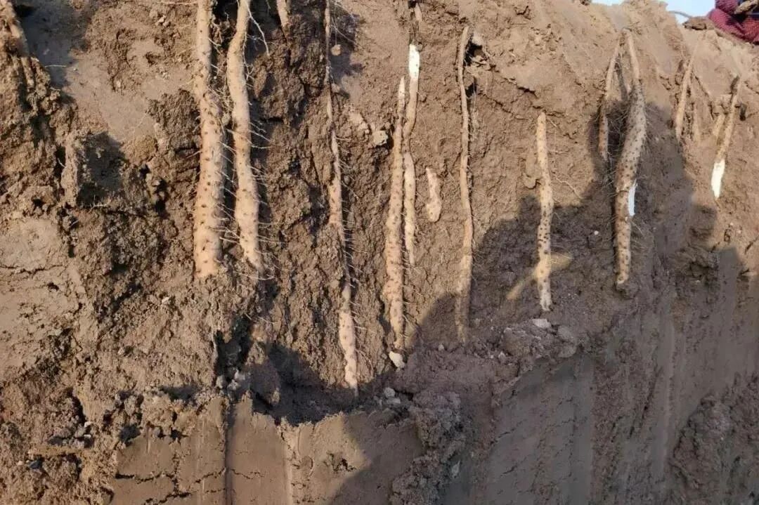 �������У���������������20��������ײ˶�������������һ��Ƣθ�á����ʰ���ȫ�Ҷ���~