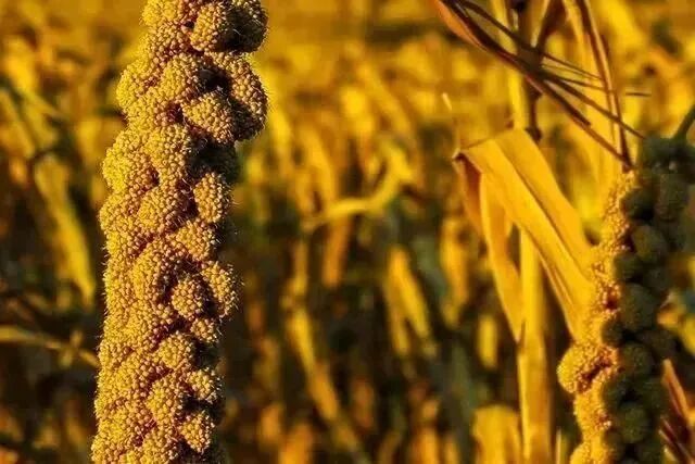 �������͸ó������ʳ��ƽ𡱣���θ���̲�������һ������ȫ�Ҷ���