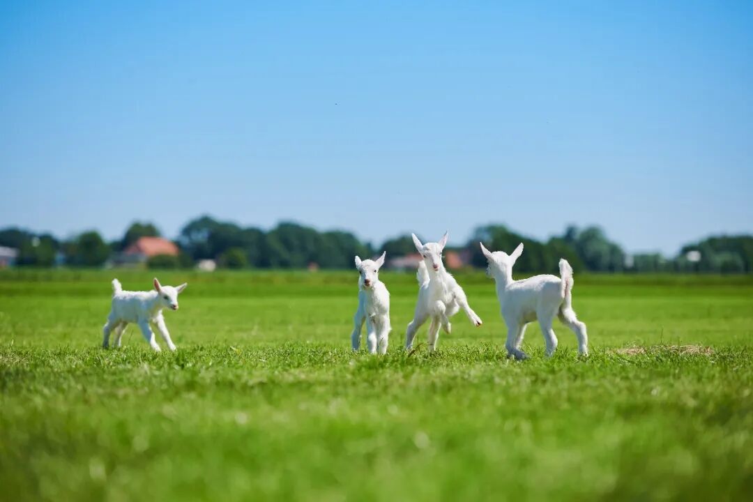 ��ţ��ǿ13������ͺȱ�����������Ӫ����θůů�ģ�ȫ�Ҷ���~