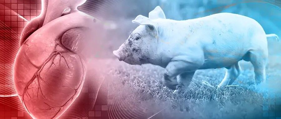 全球首例！心脏病患者移植转基因猪心，目前情况良好……