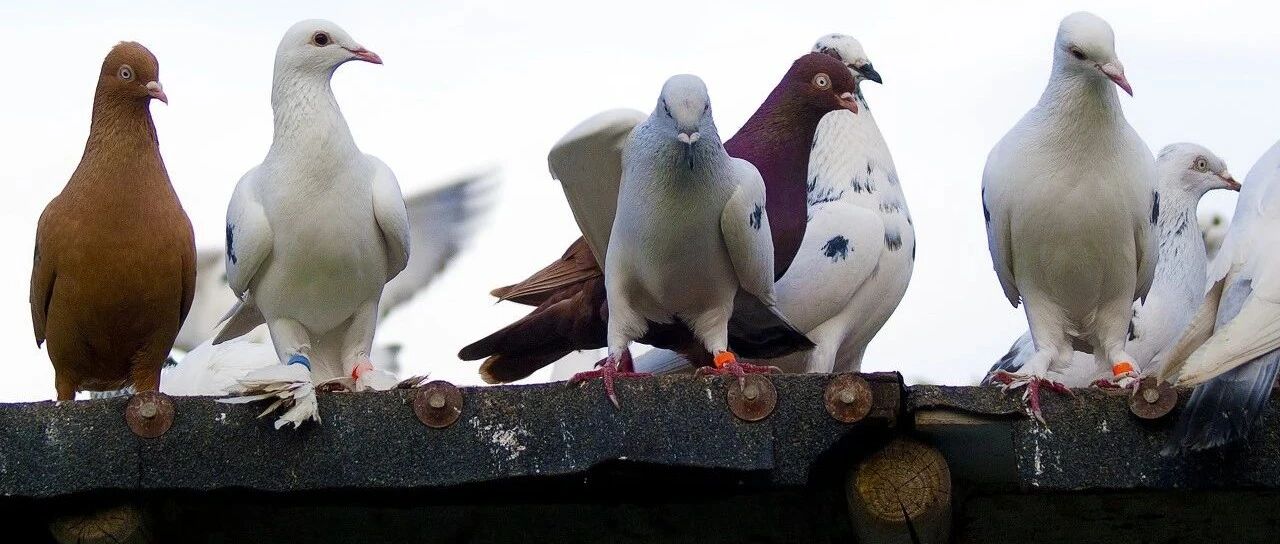 美联储继续放鸽，然而市场并不买账……