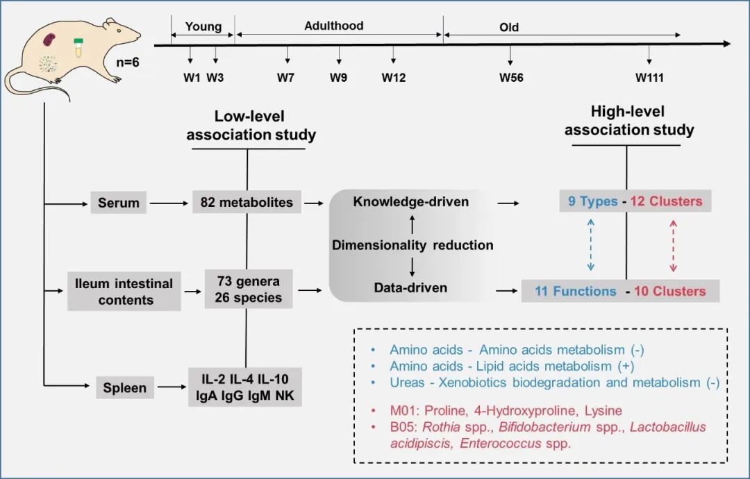 geroscience代謝組微生物組免疫因子關聯分析揭示大鼠機體隨年齡變化