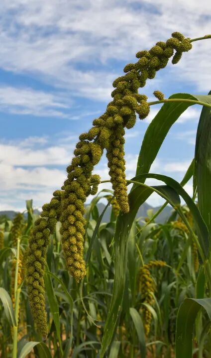 s型拉勾怎么拿【城乡拉勾】走进农场----燕云千亩有机杂粮基地_https://www.jmylbn.com_新闻资讯_第4张
