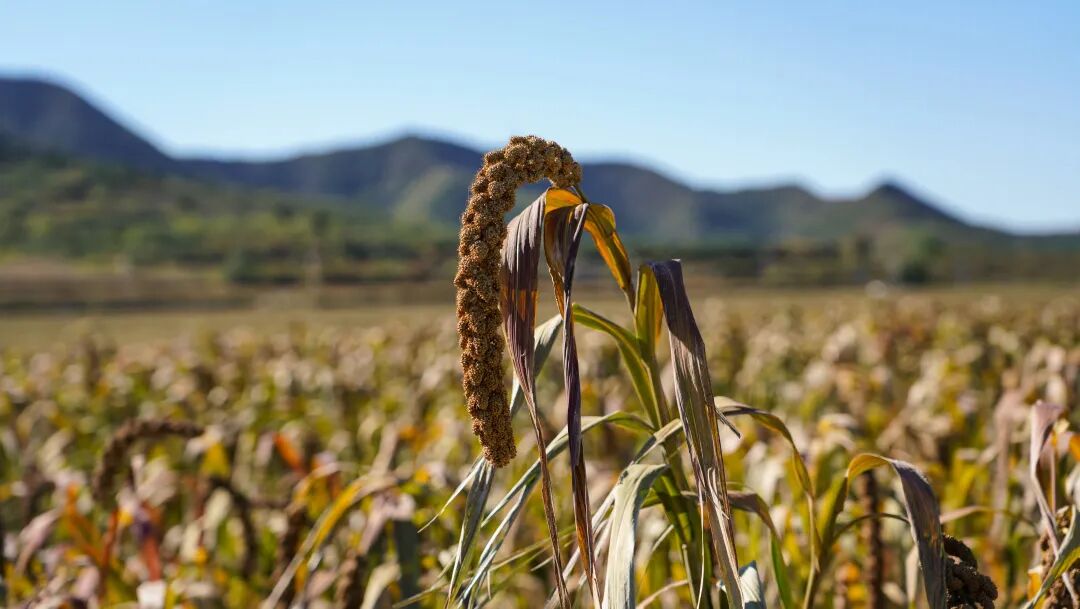 s型拉勾怎么拿【城乡拉勾】走进农场----燕云千亩有机杂粮基地_https://www.jmylbn.com_新闻资讯_第9张