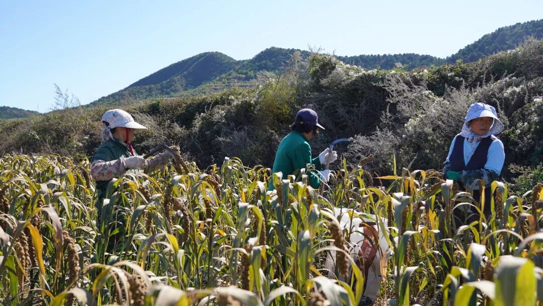 s型拉勾怎么拿【城乡拉勾】走进农场----燕云千亩有机杂粮基地_https://www.jmylbn.com_新闻资讯_第10张