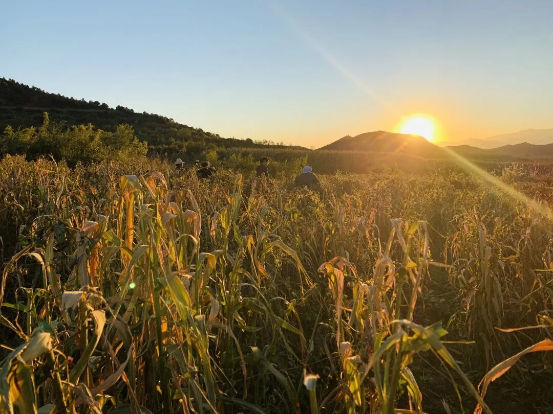 s型拉勾怎么拿【城乡拉勾】走进农场----燕云千亩有机杂粮基地_https://www.jmylbn.com_新闻资讯_第2张