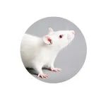 科学家为什么用小白鼠做实验？