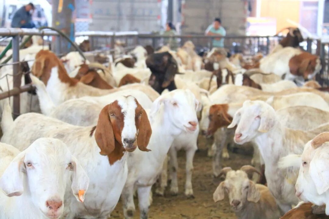 杨桥街道大牲畜交易市场主要在每周二交易羊属动物，每周三交易马属动物