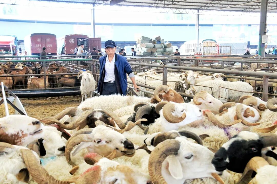 杨桥街道大牲畜交易市场主要在每周二交易羊属动物，每周三交易马属动物