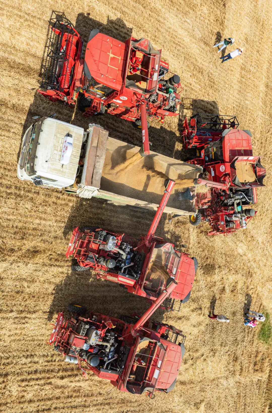 阜阳作为农业大市,粮食大市孙向东/摄张天峰/摄王朝阳/摄实现颗粒归仓