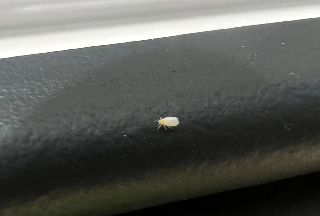 白粉虱