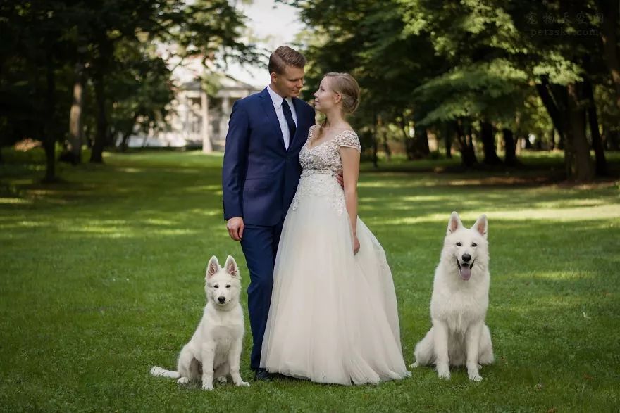 讓狗狗參與自己的婚禮？波蘭一對夫妻分享他們的心聲 萌寵 第5張