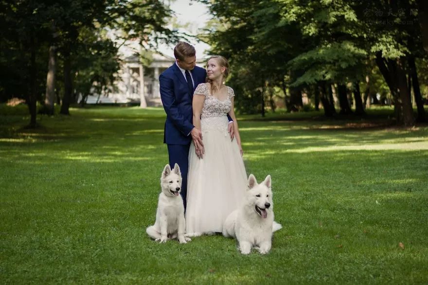 讓狗狗參與自己的婚禮？波蘭一對夫妻分享他們的心聲 萌寵 第7張