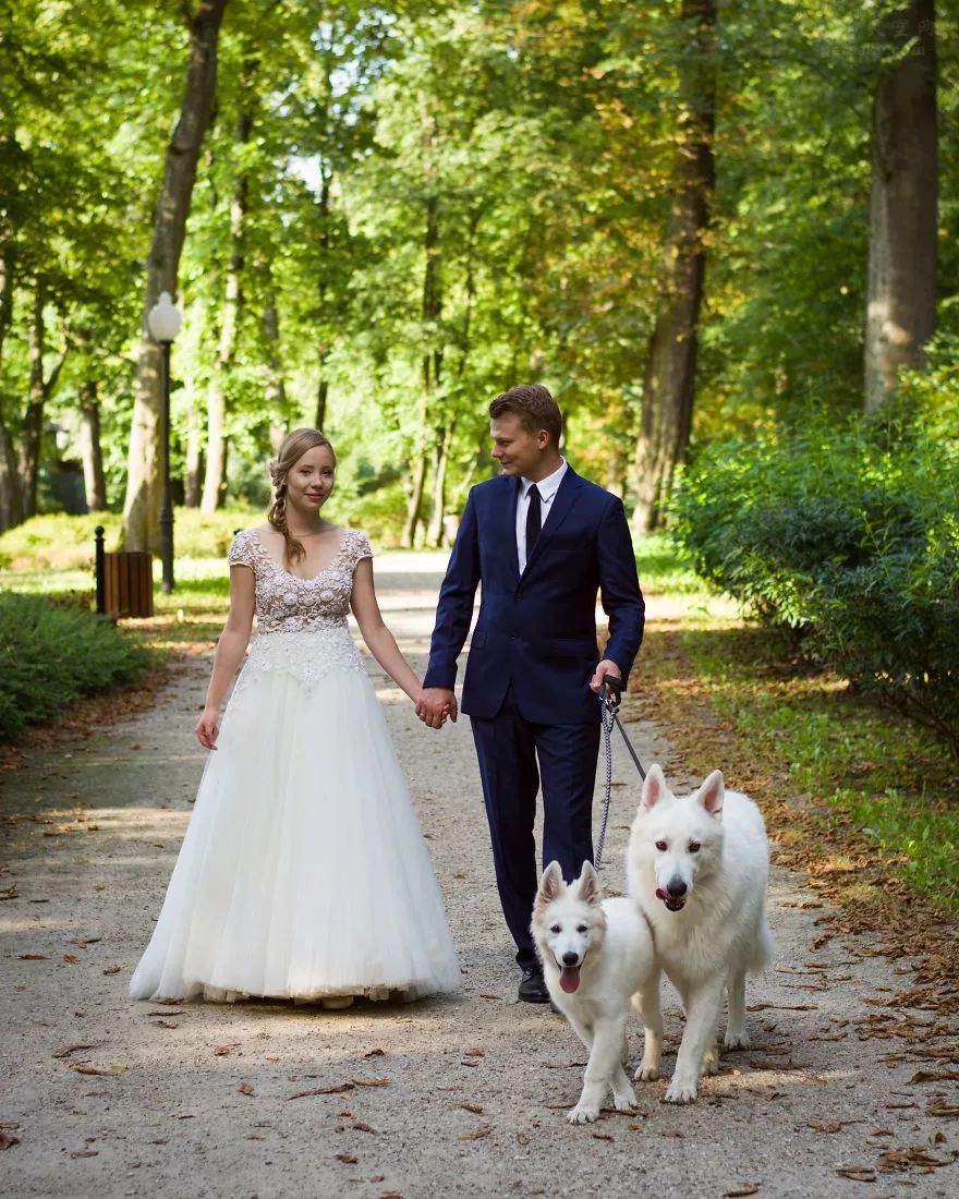 讓狗狗參與自己的婚禮？波蘭一對夫妻分享他們的心聲 萌寵 第8張